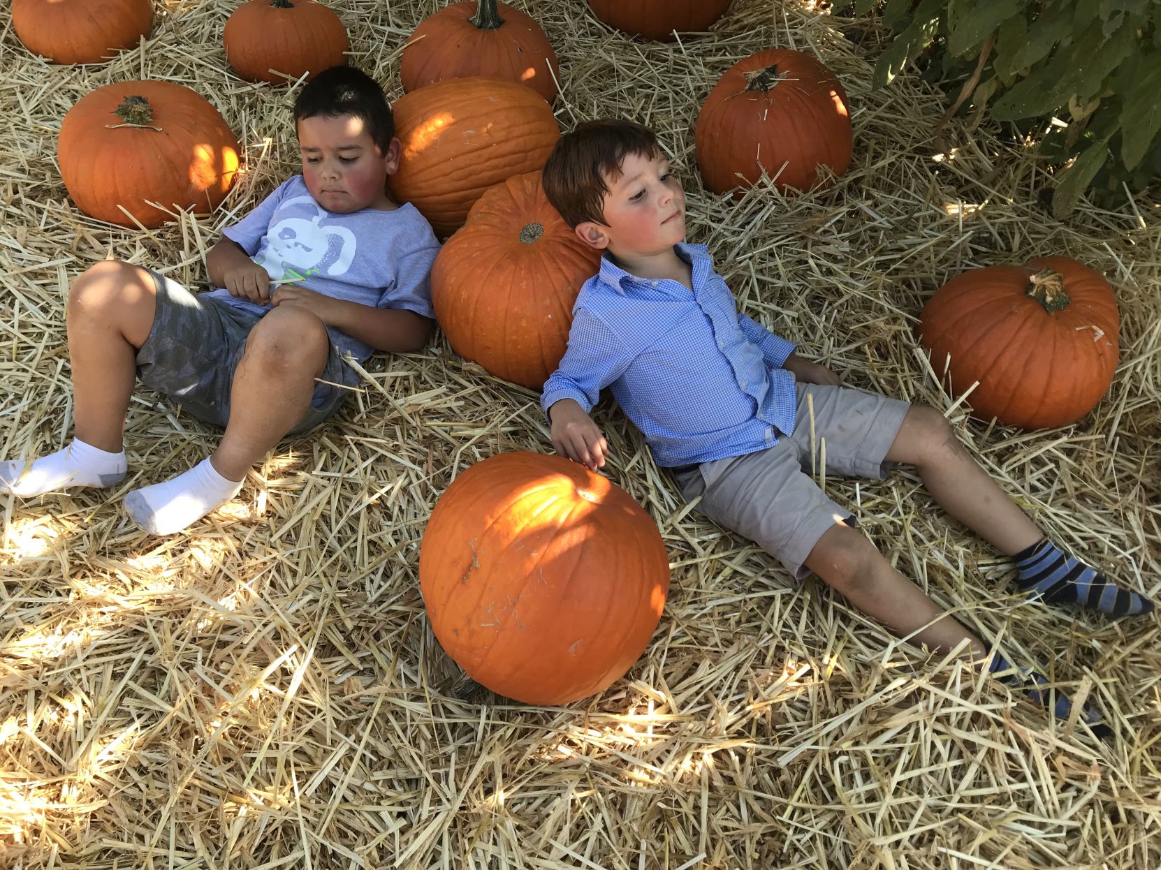 Picking Pumpkins 2017